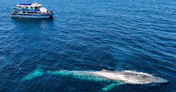 Discovering The Ocean: The Reasons Dana Point Is A Well-Liked Location For Whale Watching